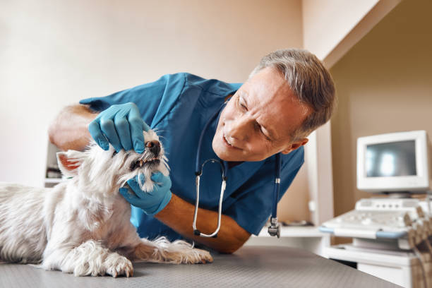 Best Emergency Dental Care for Broken or Chipped Teeth in Rainbow City, AL